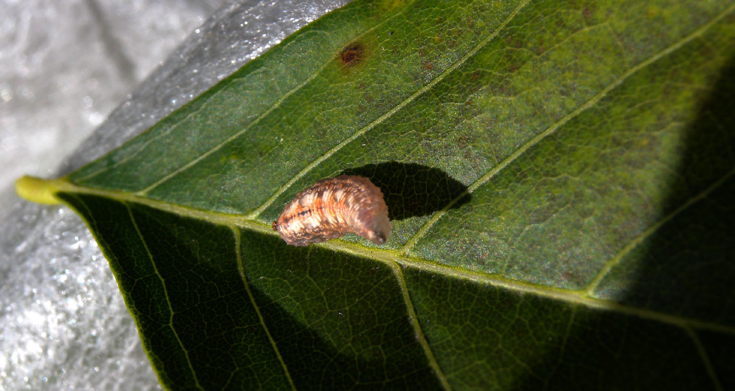 Larva strana
